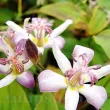 Bulbi Tricyrtis Tojen (Orhidee) tricyrtis tojen floare lavanda umbra gradina 110x110