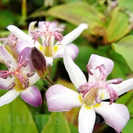 tricyrtis tojen floare lavanda umbra gradina