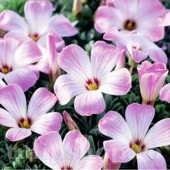 bulbi oxalis adenophyllaw