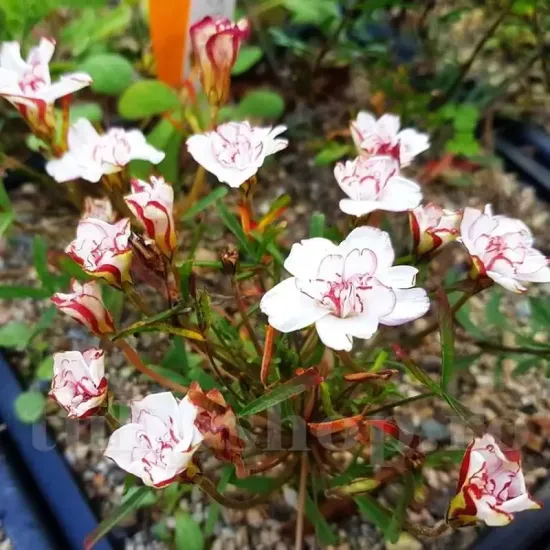 bulbi oxalis double pink wonder