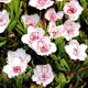 bulbi oxalis double pink wonder1