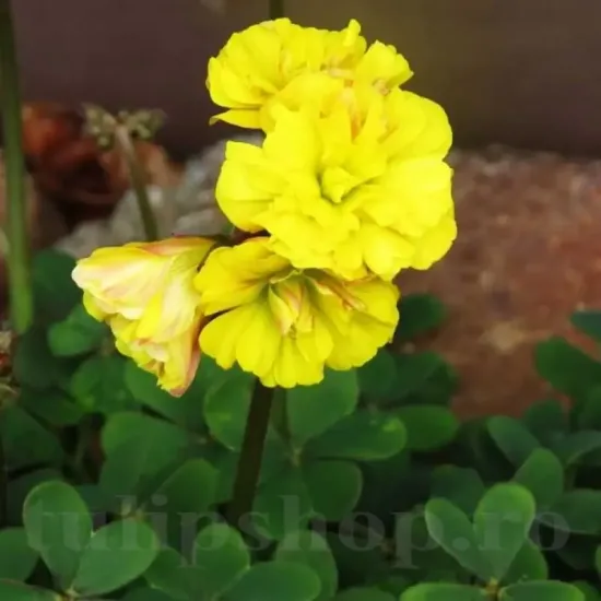 bulbi oxalis double trouble3