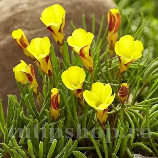 bulbi oxalis golden cape1