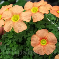 Bulbi Oxalis Obtusa (Trifoi)