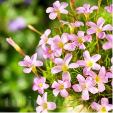 Bulbi Oxalis Pink Spider (Trifoi)