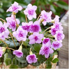 Bulbi Oxalis Pom Pom (Trifoi)