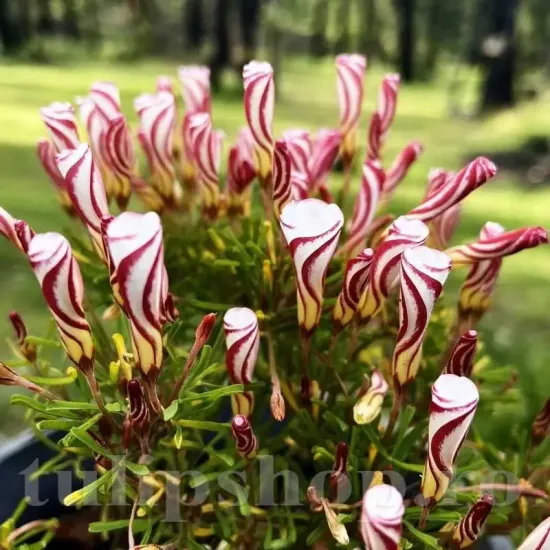 bulbi oxalis versicolor