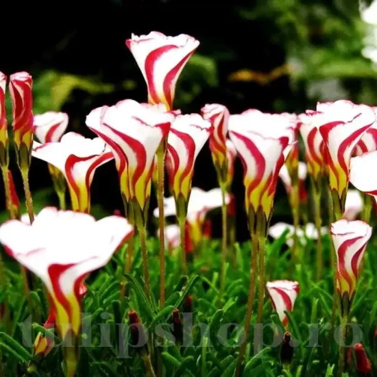 bulbi oxalis versicolor2