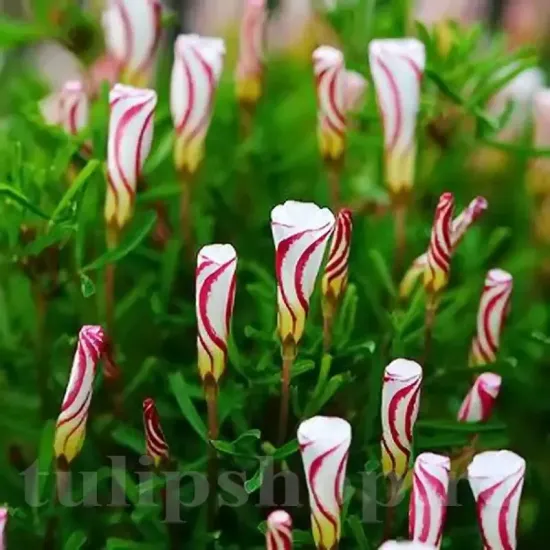 bulbi oxalis versicolor3
