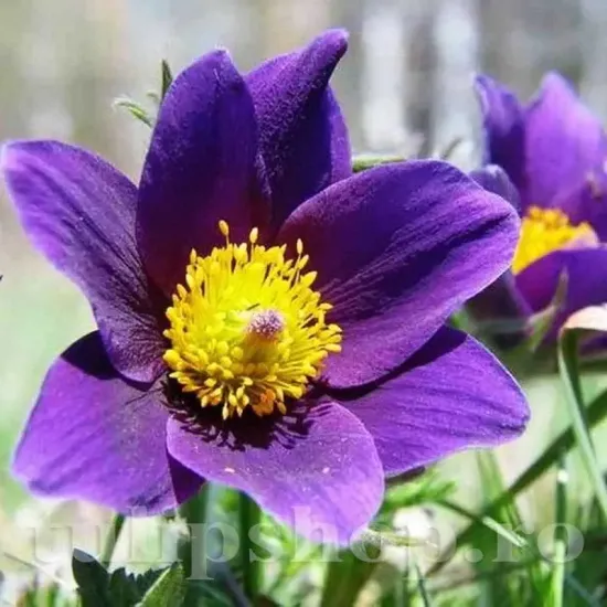 deditel pulsatilla saarland plantare alpinariu peren