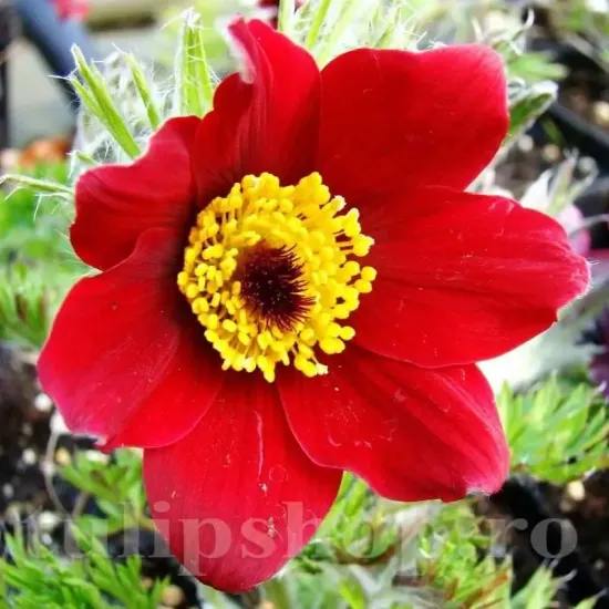 deditel rosu pulsatilla rubra plantare stancarie