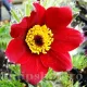 deditel rosu pulsatilla rubra plantare stancarie