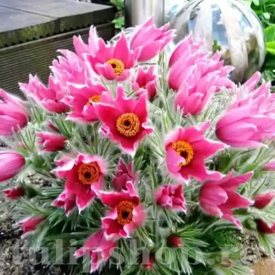 pulsatilla rosea plantare gradina stancarie