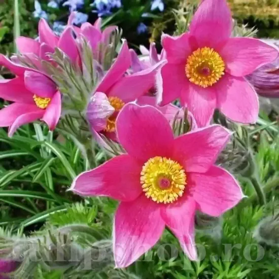 pulsatilla vulgaris rosea floare de paste roz