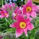 pulsatilla vulgaris rosea floare de paste roz