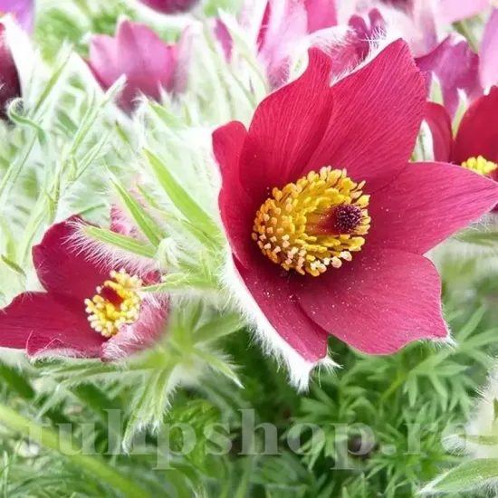 pulsatilla vulgaris rubra floare de paste rosie