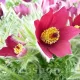 pulsatilla vulgaris rubra floare de paste rosie