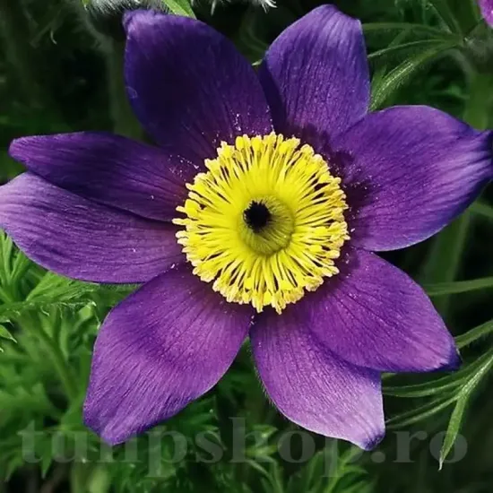pulsatilla vulgaris saarland floare de paste mov
