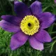 pulsatilla vulgaris saarland floare de paste mov