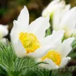 Bulbi Pulsatilla Alba radacini pulsatilla alba deditel alb peren 110x110