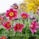 radacini pulsatilla rosea deditel roz peren