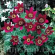 Bulbi Pulsatilla Rubra radacini pulsatilla rubra deditel rosu bordox 110x110