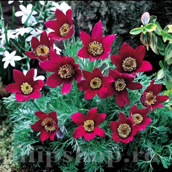 radacini pulsatilla rubra deditel rosu bordox