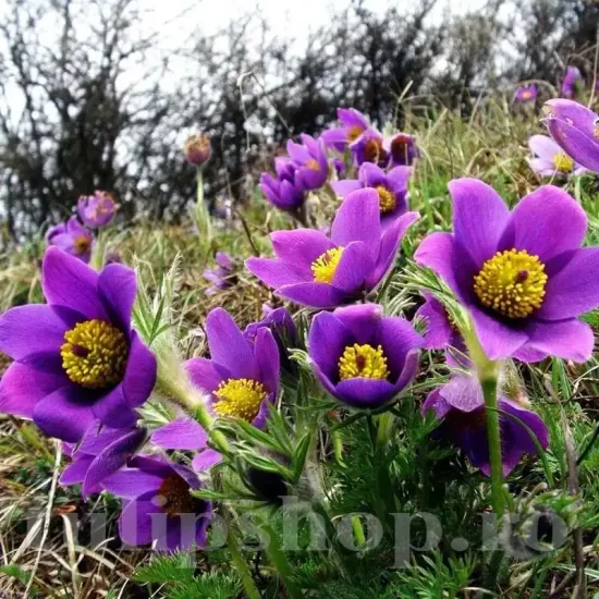 radacini pulsatilla saarland deditel violet peren