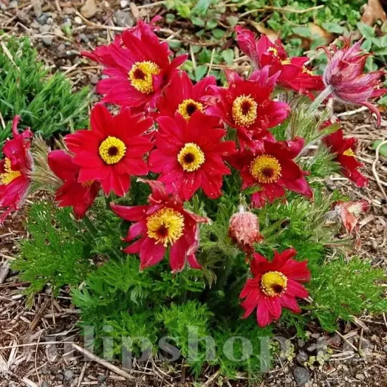 rizomi pulsatilla rubra deditel rosu catifelat