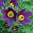 Bulbi Pulsatilla Saarland rizomi pulsatilla saarland flori mari mov gradina 110x110