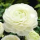 bulbi ranunculus alb
