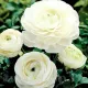 bulbi ranunculus alb1