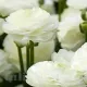 bulbi ranunculus alb3