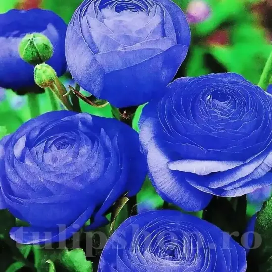 bulbi ranunculus albastru