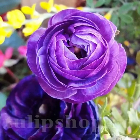 bulbi ranunculus albastru1