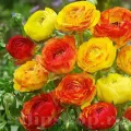 Bulbi Ranunculus Aviv Picotee Orange (Piciorul Cocosului)