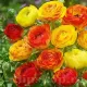 bulbi ranunculus avis picotee orange