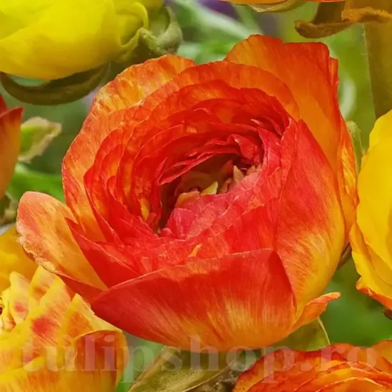 bulbi ranunculus avis picotee orange1