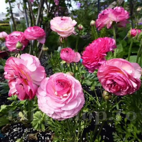 bulbi ranunculus aviv picotee rose