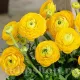 bulbi ranunculus galben