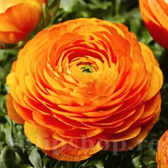 bulbi ranunculus portocaliu