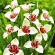 Bulbi Tigridia Alba bulbi tigridia alba centru punctat plantare primavara 110x110