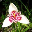 Bulbi Tigridia Alba bulbi tigridia alba floare tigru alba 110x110