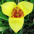 Bulbi Tigridia Aurea bulbi tigridia aurea floare tigru galbena 110x110