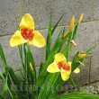 Bulbi Tigridia Aurea bulbi tigridia galbena floare de o zi gradina 110x110