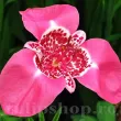Bulbi Tigridia Lilacea bulbi tigridia lilacea floare tigru roz lilac 110x110