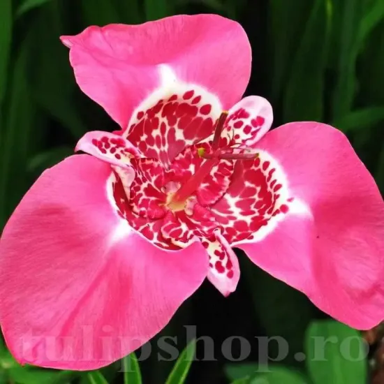 bulbi tigridia lilacea floare tigru roz lilac