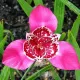 bulbi tigridia lilacea2