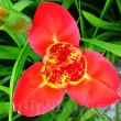 Bulbi Tigridia Speciosa bulbi tigridia rosie floare de o zi gradina 110x110