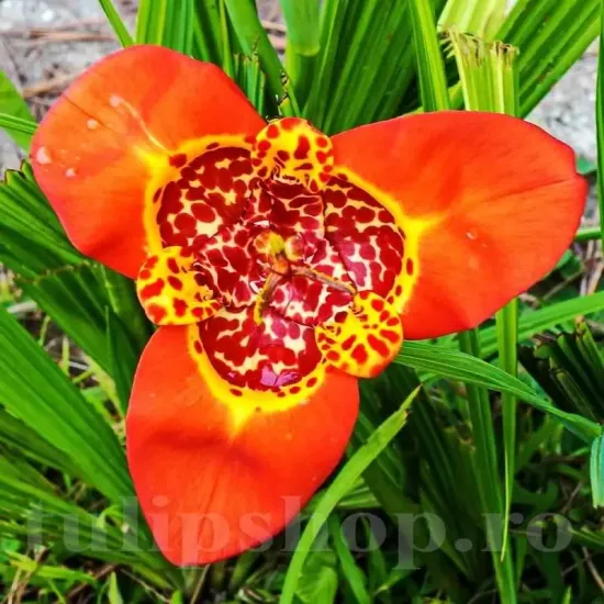 bulbi tigridia speciosa